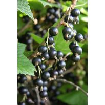 Mustaherukka Ribes nigrum Viheraarni Öjebyn