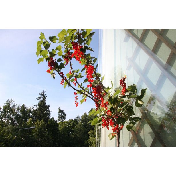 Rungollinen punaherukka Ribes rubrum Viheraarni