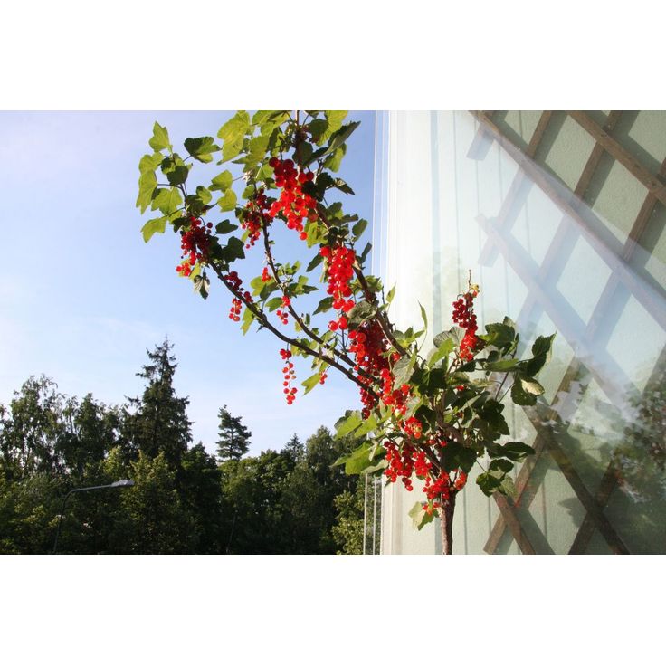 Rungollinen punaherukka Ribes rubrum Viheraarni