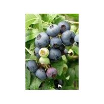 Tarhapensasmustikka Viheraarni Vaccinium Northcountry