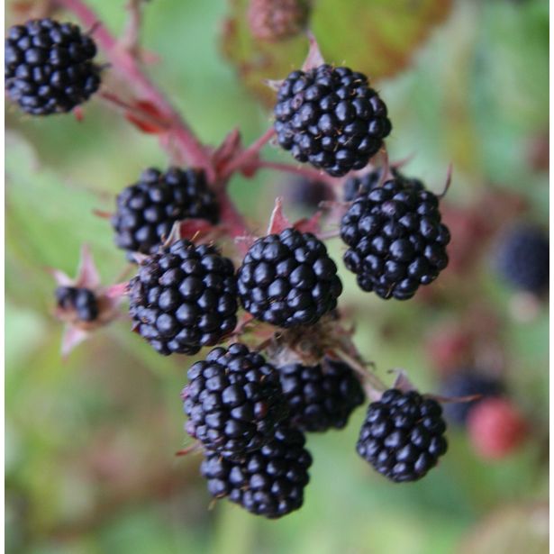 Karhunvatukka Rubus fruticosus Viheraarni Siperialainen Karhunvatukka