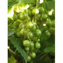 Viherherukka Ribes nigrum Viheraarni Vilma