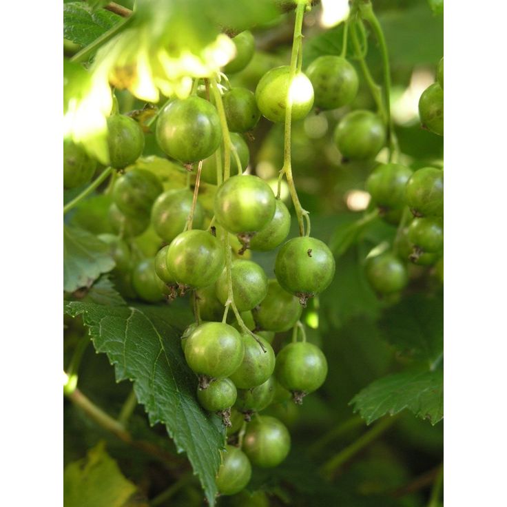 Viherherukka Ribes nigrum Viheraarni Vilma