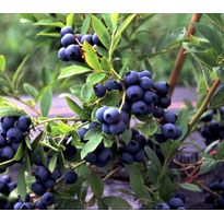 Tarhapensasmustikka Vaccinium Viheraarni Aino