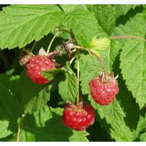 Vadelma Rubus idaeus Viheraarni Muskoka