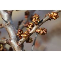 Tyrni hedekasvi Hippophae rhamnoides Viheraarni Tarmo