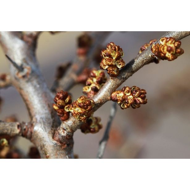 Tyrni hedekasvi Hippophae rhamnoides Viheraarni Tarmo