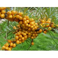 Tyrni emikasvi Hippophae rhamnoides Viheraarni Terhi