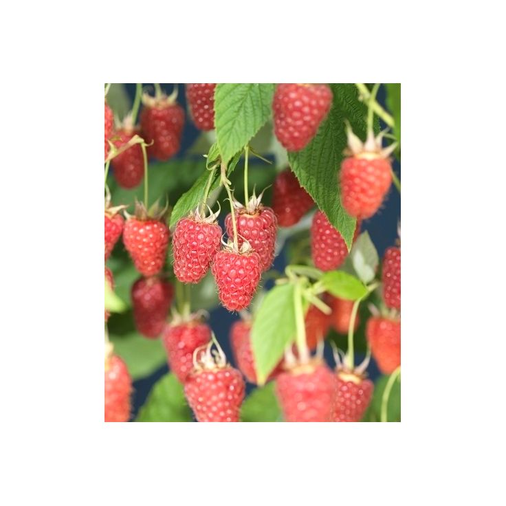 Vadelma Rubus idaeus Viheraarni Glen Ample