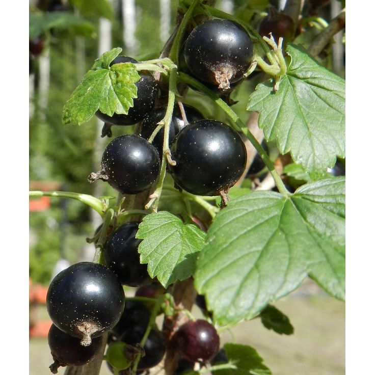 Mustaherukka Ribes nigrum Viheraarni Mikael