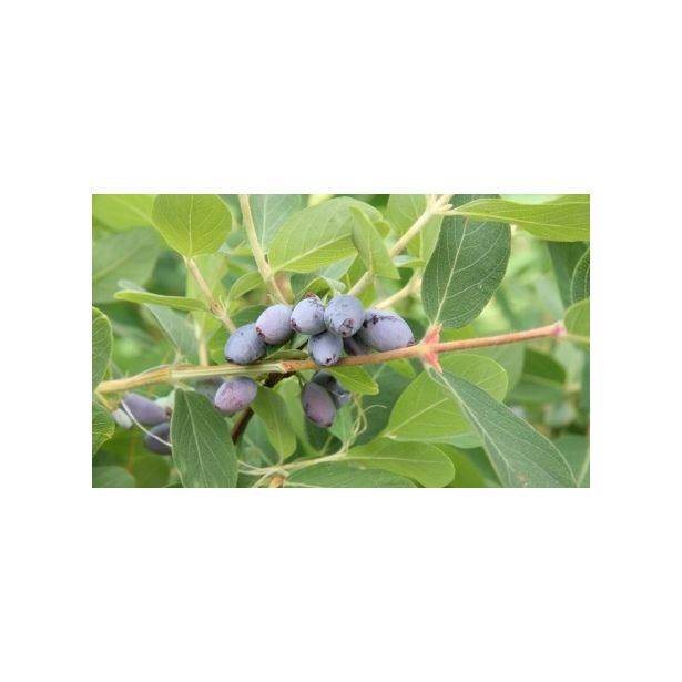 Hunajamarja Lonicera caerulea var. Kamtschatica Viheraarni Onni