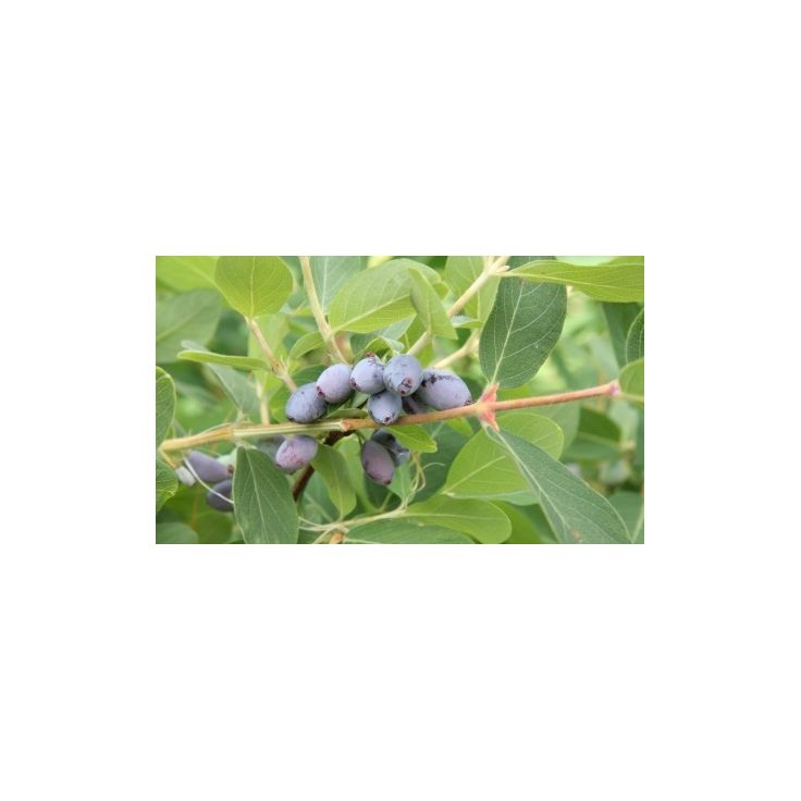 Hunajamarja Lonicera caerulea var. Kamtschatica Viheraarni Onni