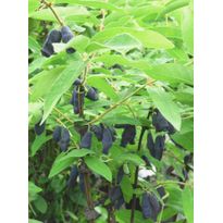 Hunajamarja Lonicera caerulea var. Kamtschatica Viheraarni Hilma