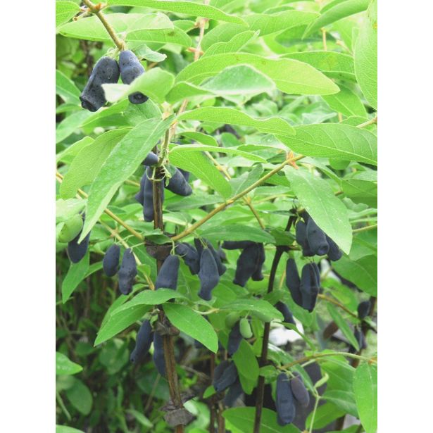 Hunajamarja Lonicera caerulea var. Kamtschatica Viheraarni Hilma