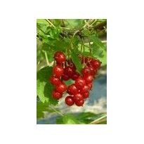 Punaherukka Katri Viheraarni Ribes Rubrum Katri