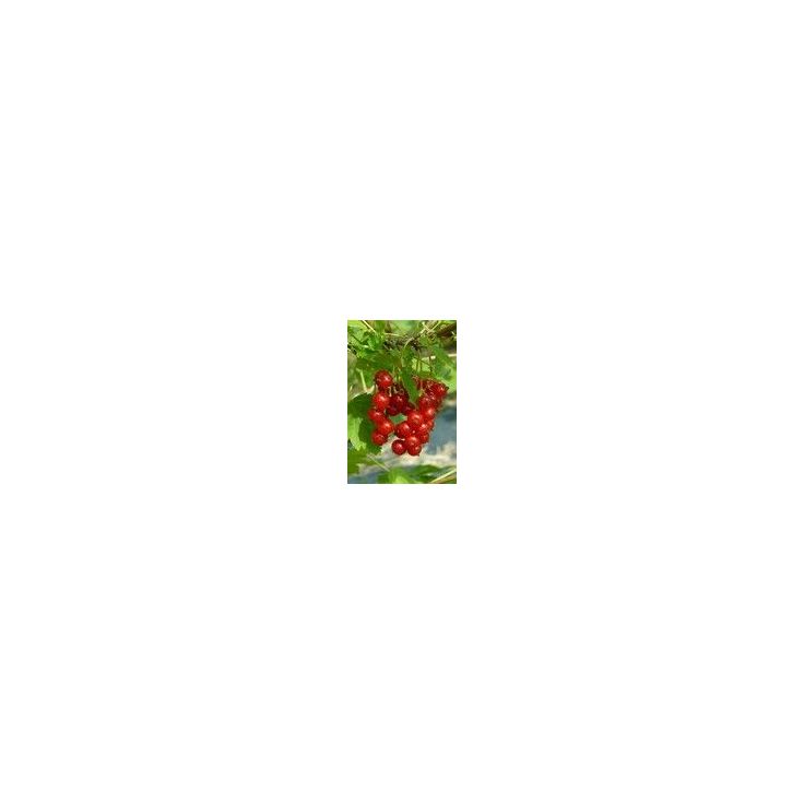 Punaherukka Katri Viheraarni Ribes Rubrum Katri