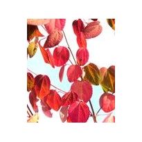 Marjatuomipihlaja Viheraarni Amelanchier Alnifolia Obelisk 150-200