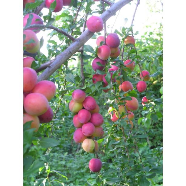Kirsikkaluumu Viheraarni Prunus Cerasifera Kometa