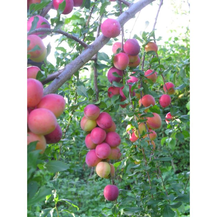 Kirsikkaluumu Viheraarni Prunus Cerasifera Kometa