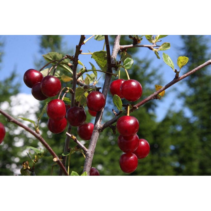 Kirsikka Prunus cerasus Viheraarni Varjomorelli