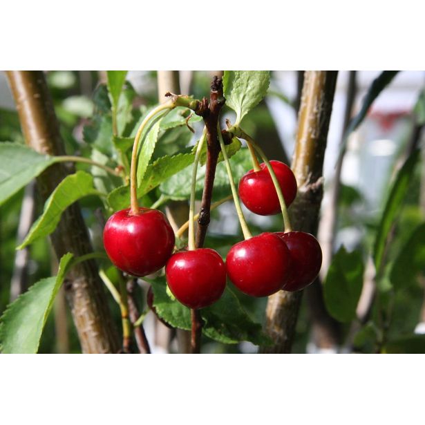 Kirsikka Prunus cerasus Viheraarni Sikkolan Kirsikka