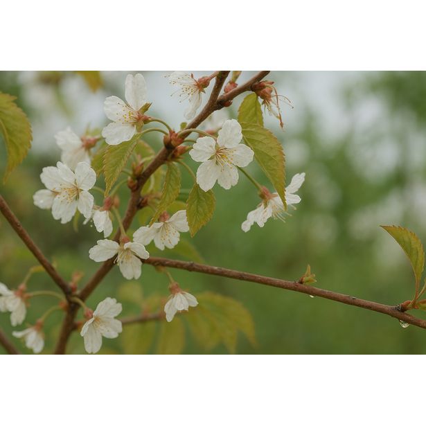 Makeakirsikka Viheraarni Prunus Avium Meelika