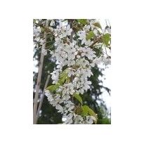 Makeakirsikka Viheraarni Prunus Avium Leningradin musta