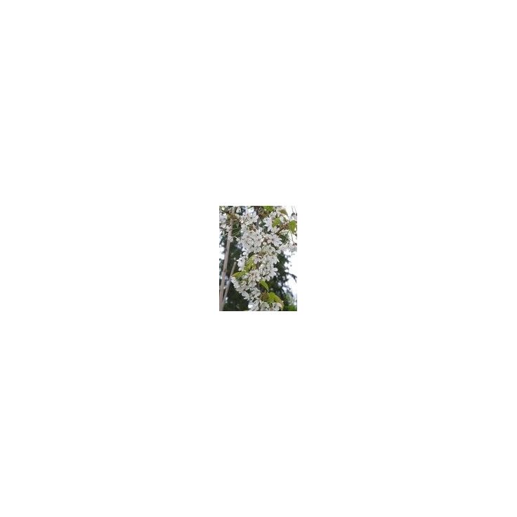 Makeakirsikka Viheraarni Prunus Avium Leningradin musta