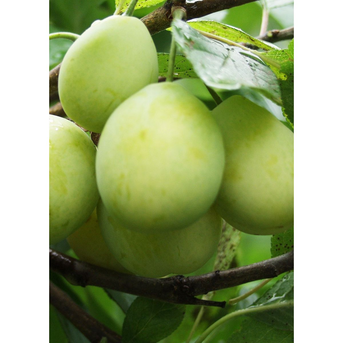 Luumu Prunus domestica Viheraarni Laatokan helmi