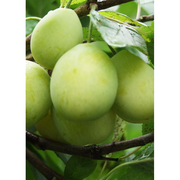 Luumu Prunus domestica Viheraarni Laatokan helmi