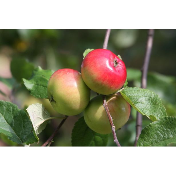 Omenapuu Malus domestica Viheraarni Punakaneli