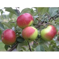 Omenapuu Malus domestica Viheraarni Jaspi