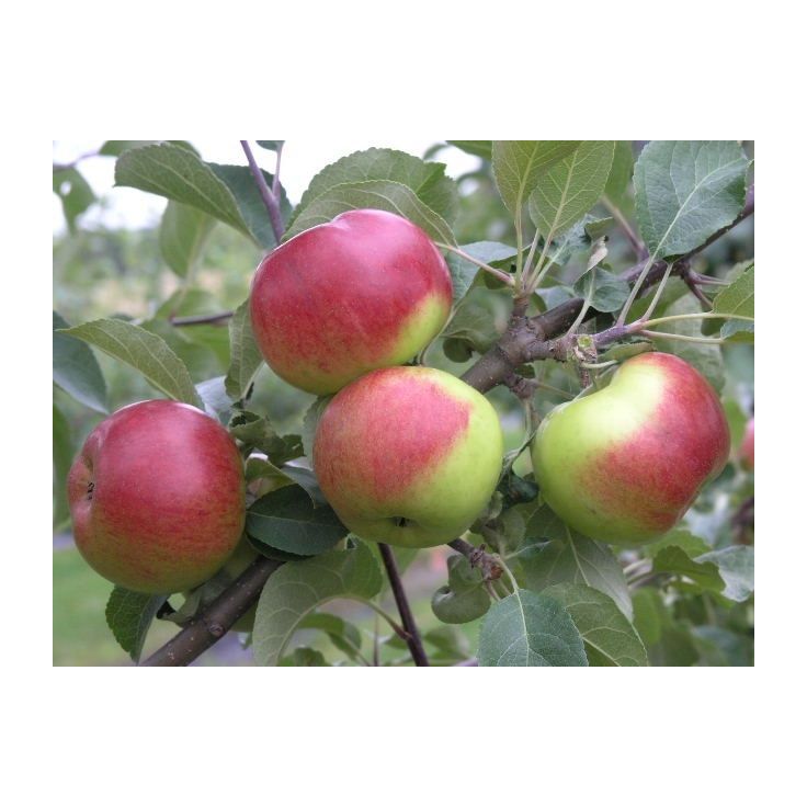 Omenapuu Malus domestica Viheraarni Jaspi
