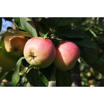 Omenapuu Malus domestica Viheraarni Keltakaneli