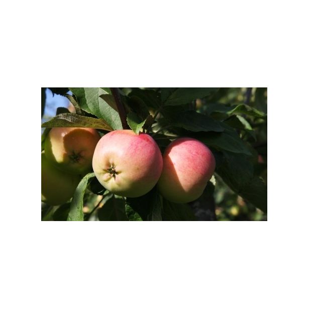 Omenapuu Malus domestica Viheraarni Keltakaneli, hillittykasvuinen