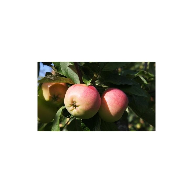 Omenapuu Malus domestica Viheraarni Keltakaneli, hillittykasvuinen