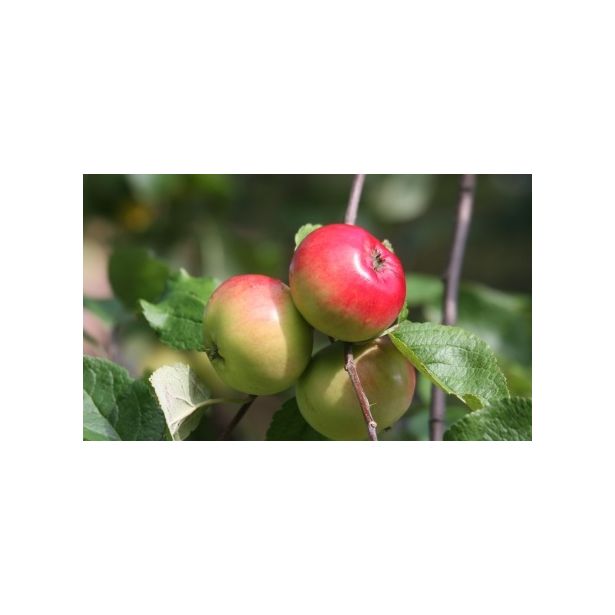 Omenapuu Malus domestica Viheraarni Punakaneli, hillittykasvuinen