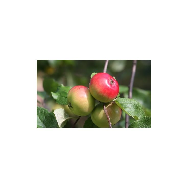 Omenapuu Malus domestica Viheraarni Punakaneli, hillittykasvuinen