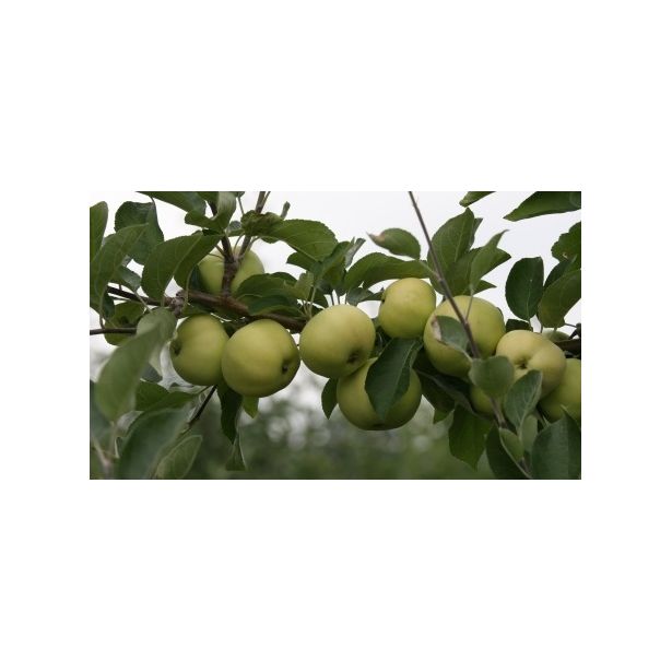 Omenapuu Malus domestica Viheraarni Valkeakuulas, hillittykasvuinen