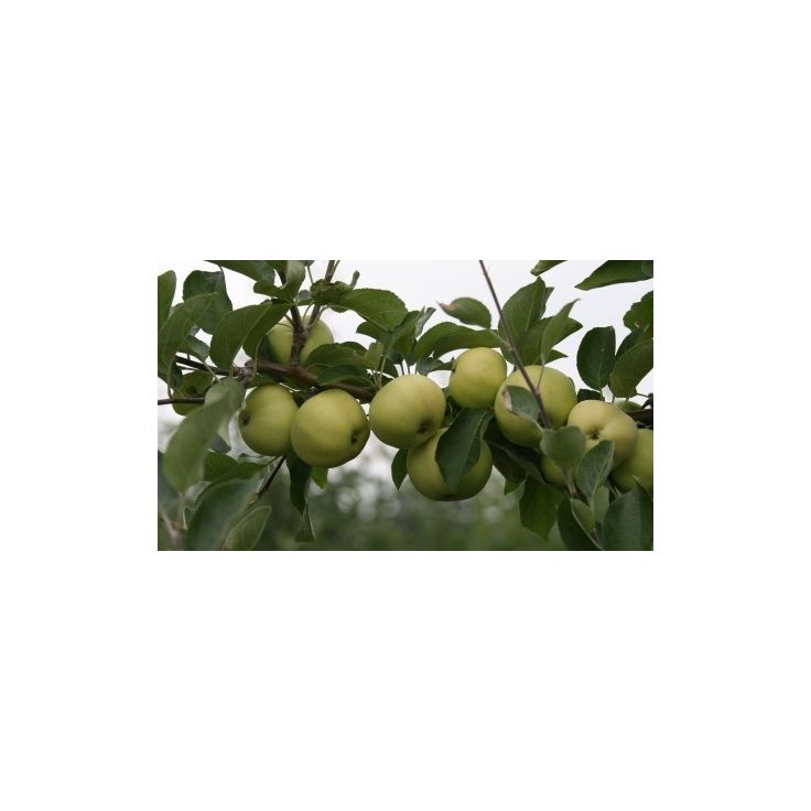 Omenapuu Malus domestica Viheraarni Valkeakuulas, hillittykasvuinen