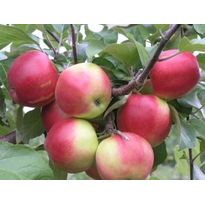 Syysomena Viheraarni Malus Domestica Heta