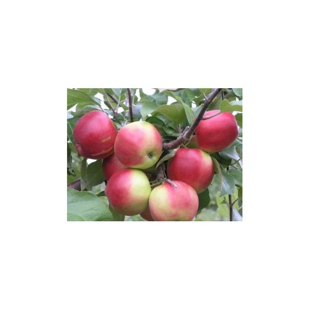 Syysomena Viheraarni Malus Domestica Heta