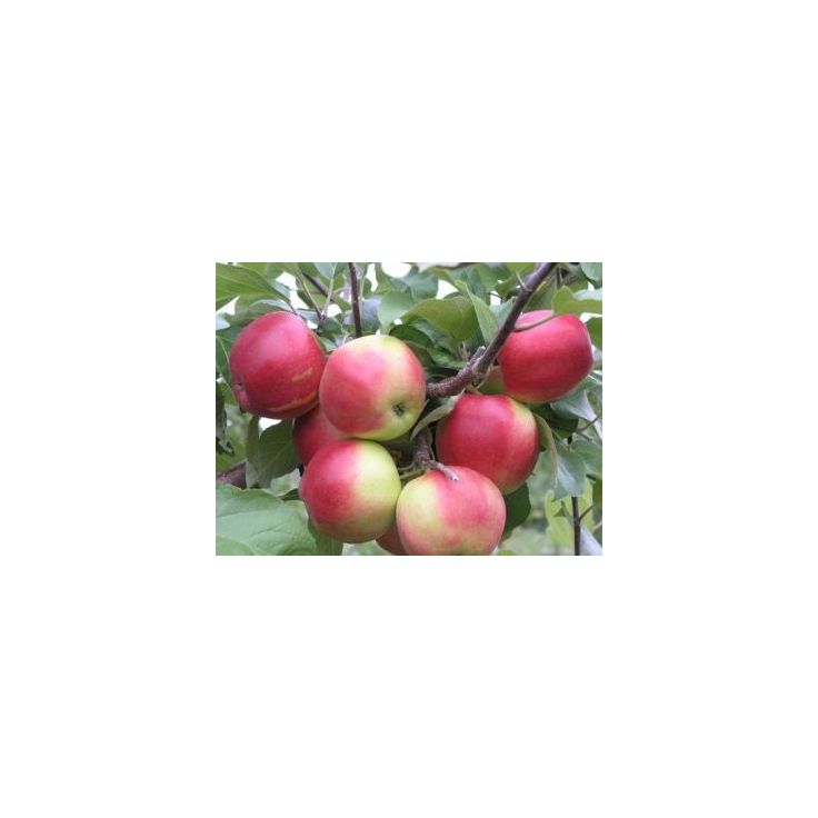 Syysomena Viheraarni Malus Domestica Heta