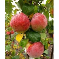 Hillittykasvuinen talviomena Viheraarni Malus Domestica Lobo Hk