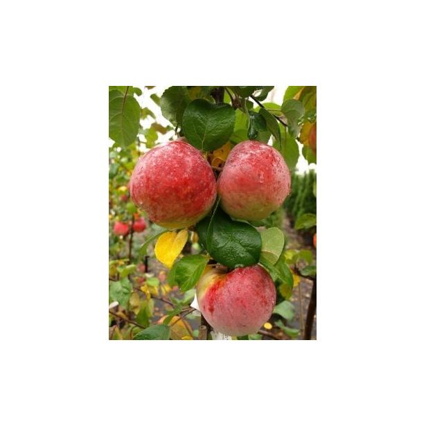 Hillittykasvuinen talviomena Viheraarni Malus Domestica Lobo Hk