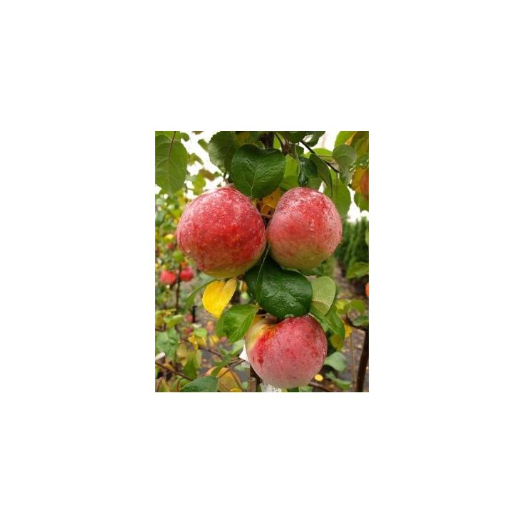Hillittykasvuinen talviomena Viheraarni Malus Domestica Lobo Hk