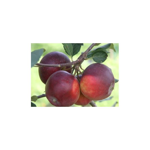 Talviomena Viheraarni Malus Domestica Pekka