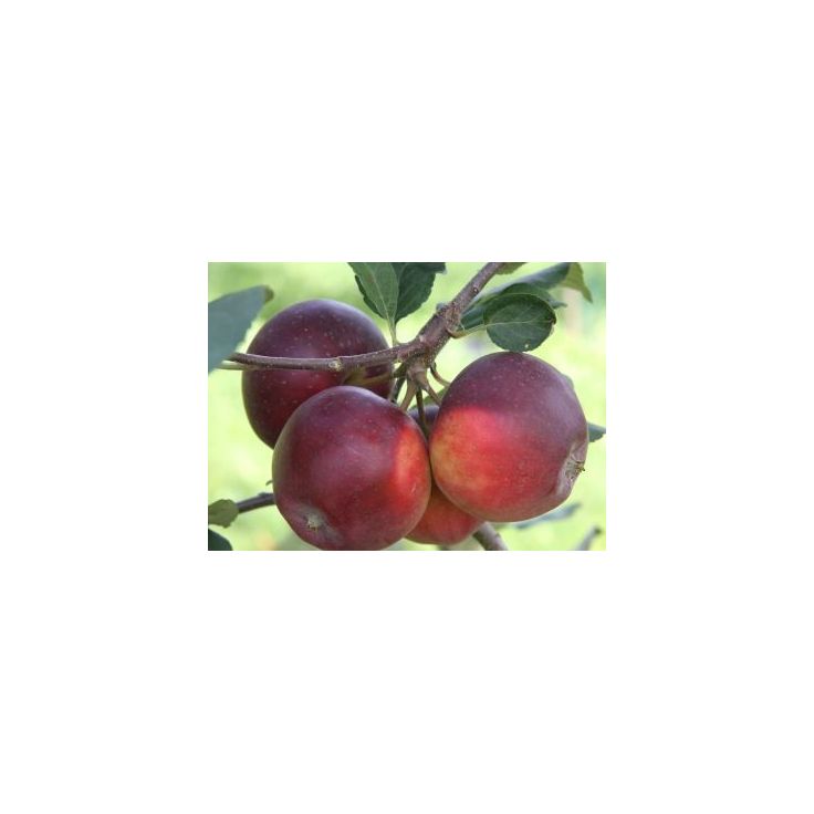 Talviomena Viheraarni Malus Domestica Pekka