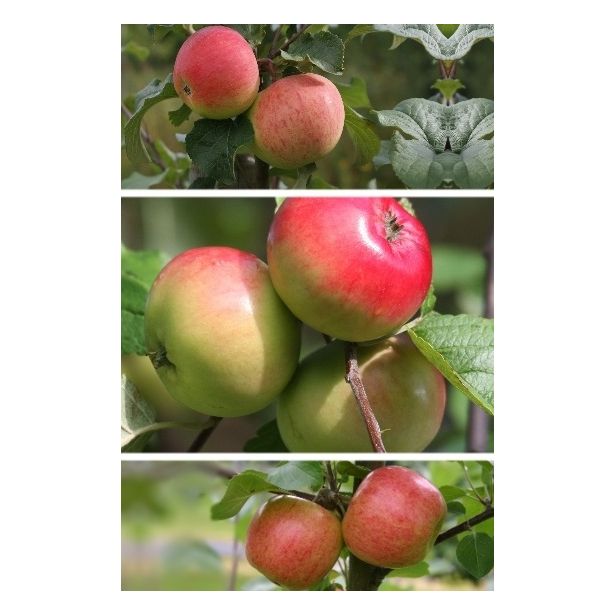 Omenapuu Malus domestica Viheraarni Perheomena, 3-4 eri lajiketta