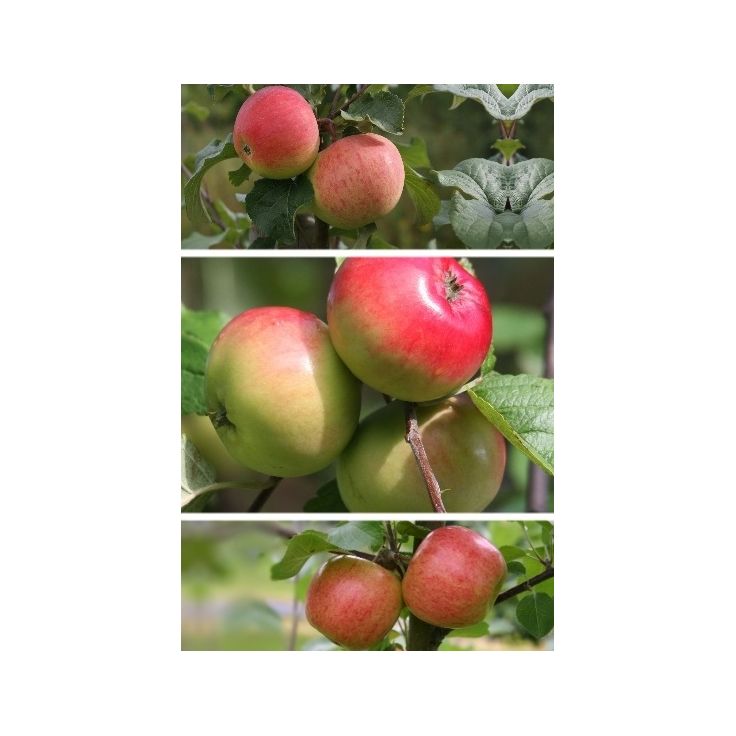 Omenapuu Malus domestica Viheraarni Perheomena, 3-4 eri lajiketta